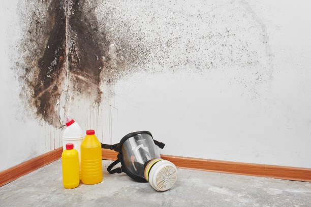 Best Home Mold Removal  in Sandy Springs, GA