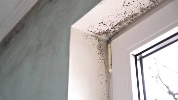 Best Residential Mold Removal  in Sandy Springs, GA