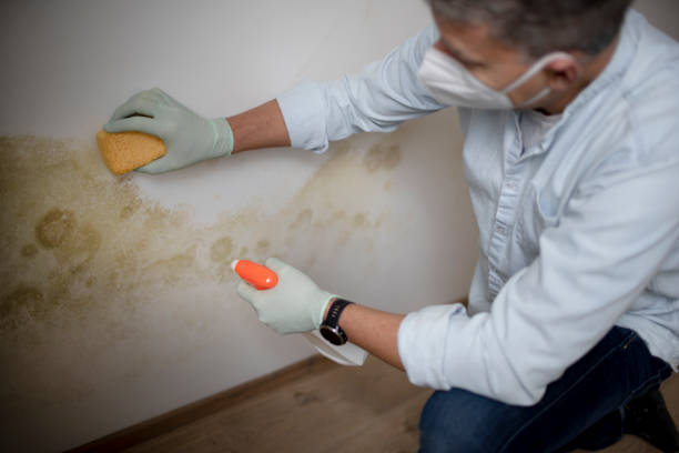 Best Toxic Mold Removal  in Sandy Springs, GA