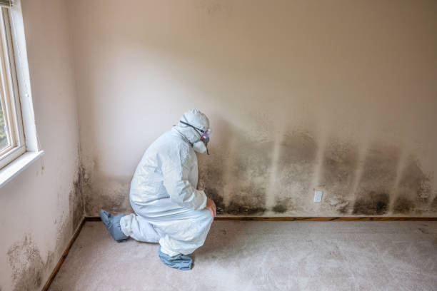  Sandy Springs, GA Mold Removal Pros