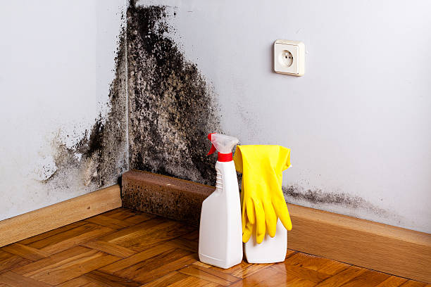 Best Mold Removal Company Near Me  in Sandy Springs, GA