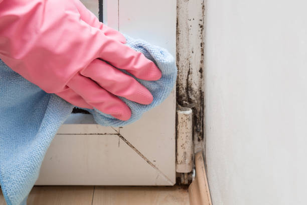Mold Testing and Removal in Sandy Springs, GA