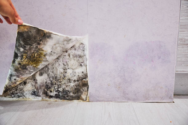 Best Mold Testing and Removal  in Sandy Springs, GA